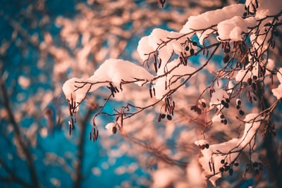 白天棕色树枝上的白雪
